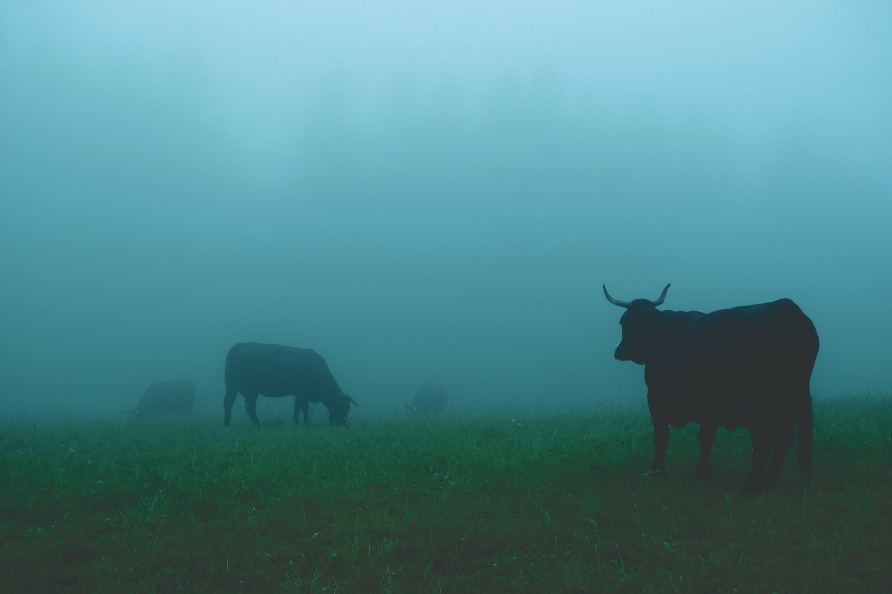 cows in a foggy paddock